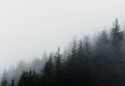 Trees against sky during winter