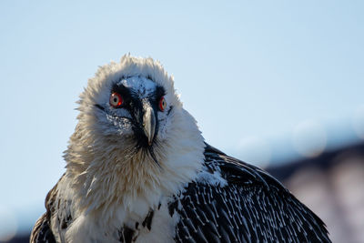 Close-up of bird looking away against sky