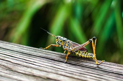 Close-up of insect