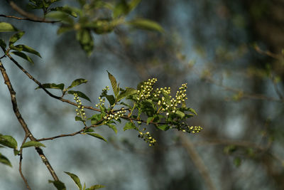 Close-up of leaves on tree
