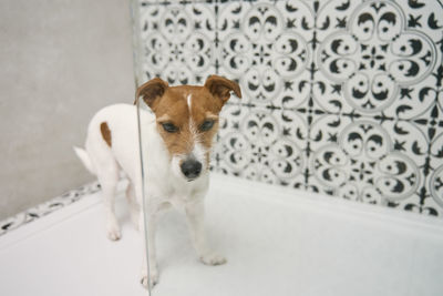 Dog in shower stall. washing pet in bathroom