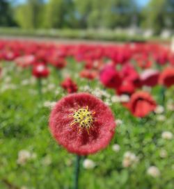 Close-up of red flowering plant on field