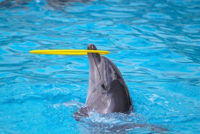 Dolphin swimming in pool