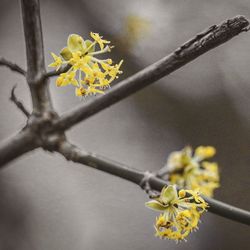 Close-up of yellow flower