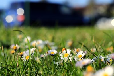 Close-up of daisies growing on field