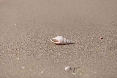 White tibia shell tibia fusus on the sand on the beach.