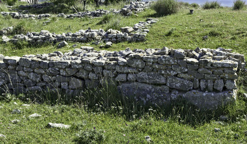 Sheep on field
