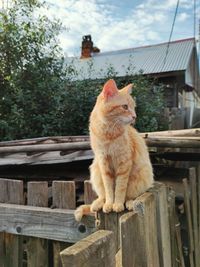 Ginger cat sits on a wooden fence and looks to the side