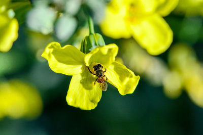 Close-up of bee pollinating on yellow flower