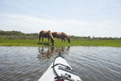 Wild ponies on maryland coast line from kayak