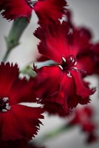 Close-up of red hibiscus flower