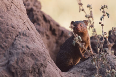 Close-up of meerkat on rock