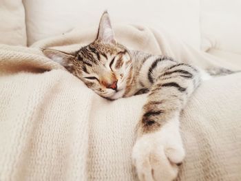 Close-up portrait of cat relaxing on sofa at home