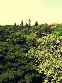 Trees against sky