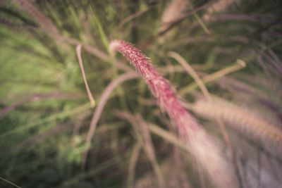 Close-up of plant