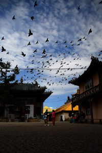 Low angle view of birds flying over built structure