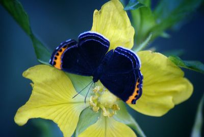 Close-up of yellow flower against black background