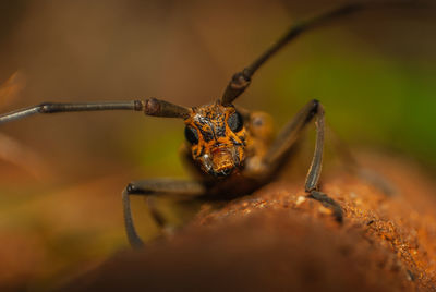 Close-up face of asian longhorned beetle 