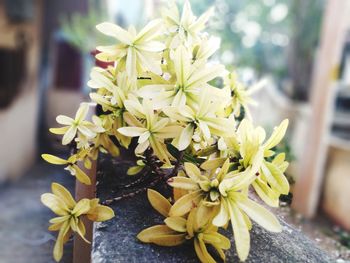 Close-up of yellow flowering plant