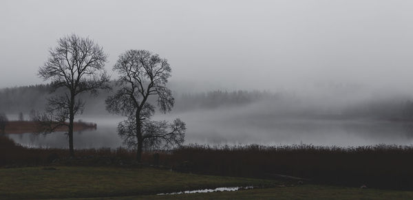 Trees on field against sky during foggy weather