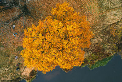 Beautiful large oak tree by the river. autumn picnic under the tree. drone photography