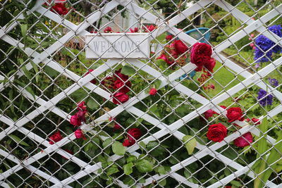 Red flowers