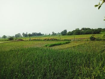 Scenic view of agricultural field against clear sky
