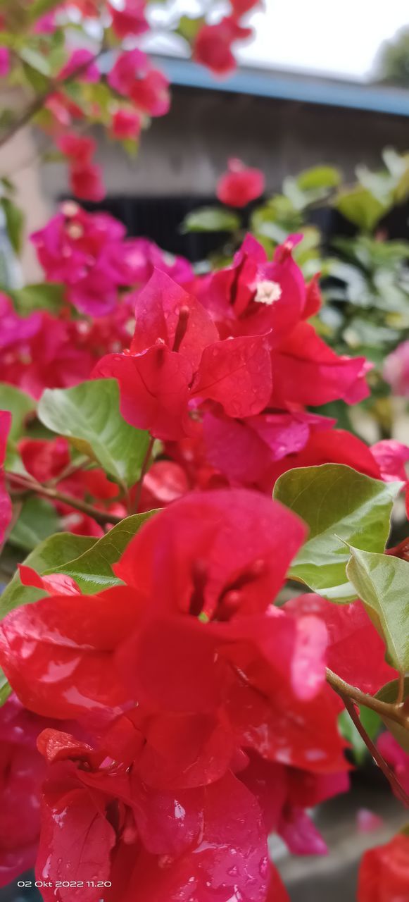 plant, flower, flowering plant, beauty in nature, freshness, close-up, red, petal, nature, fragility, pink, growth, no people, leaf, plant part, flower head, day, inflorescence, outdoors, focus on foreground, shrub, selective focus, rose, blossom, bougainvillea, springtime