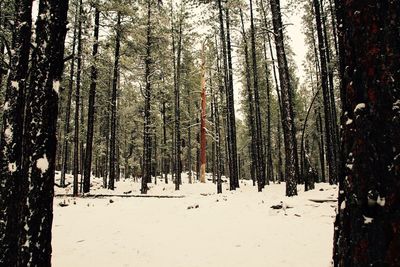 Panoramic view of trees in forest during winter