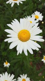 Close-up of white daisy flowers