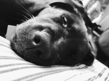 Close-up of dog relaxing