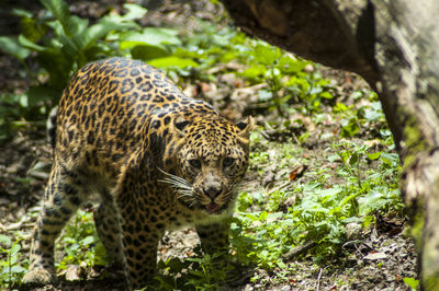 animal