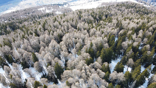 High angle view of pine trees during winter