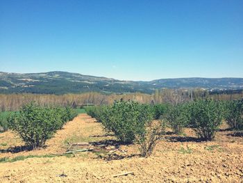 Scenic view of vineyard against clear sky