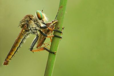 Close-up of insect on leaf