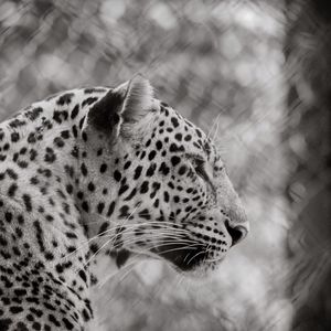 Side view of leopard at zoo