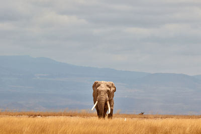 A large african elephant in amboseli