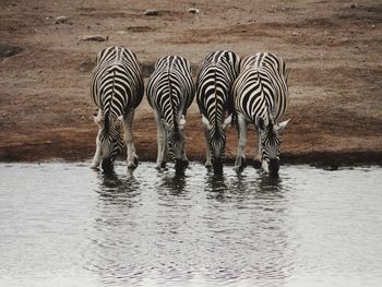 Zebras drinking water at shore