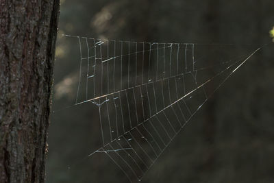 Close-up of spider web