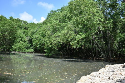 Scenic view of river amidst trees in forest against sky