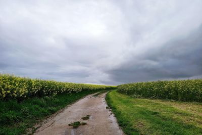 Road amidst plants on field against sky