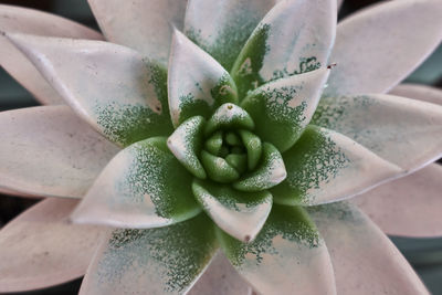 Close-up of succulent plant