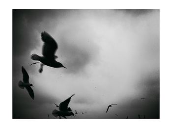 Low angle view of birds flying