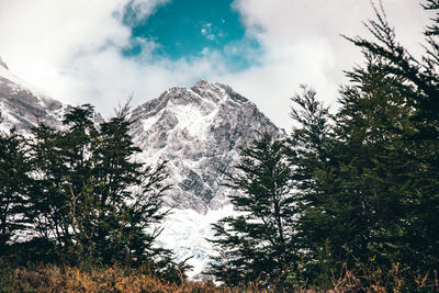 Low angle view of trees and snowcapped mountains against sky