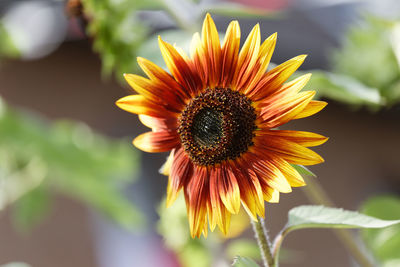 Close-up of sunflower