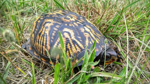 High angle view of turtle on grassy field