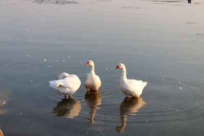 High angle view of ducks in lake