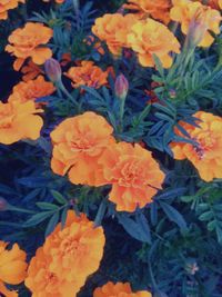 Close-up of yellow flower