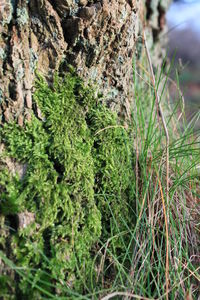 Close-up of tree trunk