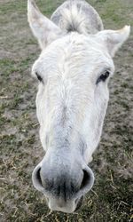 Close-up portrait of horse on field